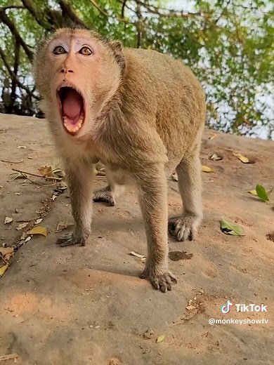 Laughing..how monkey angry calling partner to help #funnyanimals #funnymonkey #prankmonkey #adorablemonkey #rescuemonkey #viraltiktok #prankmonkey