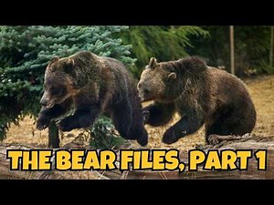 The Brown Bear Family Tree Explained — Wild Bears You Need to Know (Part 1)