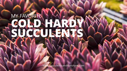 Cold-Hardy Succulent Varieties Perfect for Your Garden