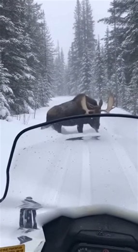 Wild Animal Encounters on Instagram: "It was too quiet... then HE appeared. 🤫 Send this to someone who loves camping! #Camping #Scary #Outdoors #Shorts"