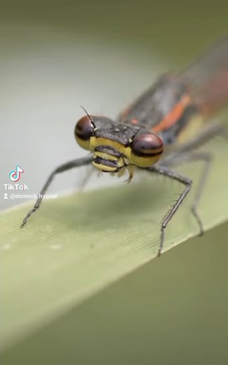 Dragonfly dancing macarena. #alieninventory #satisfying #satisfy #macro #macrophotography #insect #dragonfly | Alien Inventory