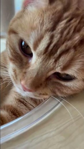 ラテのカイカイがツボな飼い主です。😌 #cat #にゃんグラム #猫のいる暮らし #子ネコ #猫動画 #猫のいる生活 #三毛猫 #チャトラ #保護猫 #猫好きさんと繋がりたい