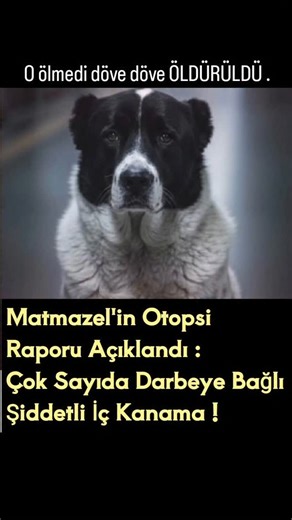Özge Yıldız on Instagram: "MATMAZEL’İN NEKROPSİ RAPORU AÇIKLANDI Ankara Üniversitesi Veteriner Fakültesi Patoloji Anabilim Dalı tarafından düzenlenen resmî nekropsi raporu, Matmazel’in ölümünün “doğal” olmadığını açıkça ortaya koydu. Rapora göre Matmazel’de; – Tırnak kırıkları ve periungual dokuda kanama – Kafatasında subdural kanama – Beyin ve beyincikte kanama – Hipofizde kanama – Göğüs boşluğunda kanlı sıvı (hemotoraks) – Karın boşluğunda yaygın iç kanama (hemoperitoneum) – Akciğer, kalp, dal