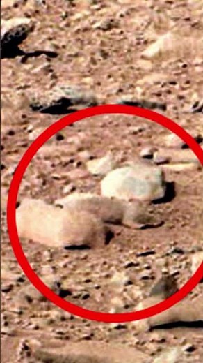 Mars Rat Photographed by NASA's Curiosity Rover #shorts