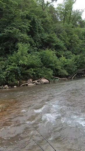 This is Eleven Point River above Greer Spring. We floated from Cane Bluff to Greer Crossing. I landed several nice smallmouths on this trip as well. This is somewhat a rain dependent above Greer Spring. I wouldn't float this late summer unless it just rained. Full YouTube video in the comments. #river #adventure #showmecreeks #Missouri #elevenpointriver | Show Me Creeks