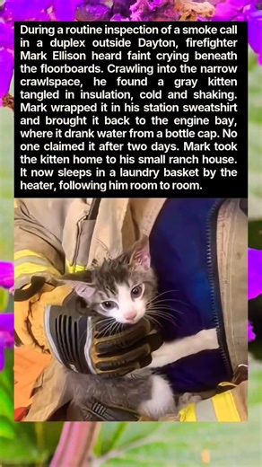 During a routine insection