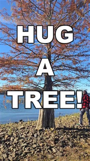 Go Hug A Tree! #treehugger #hug #naturelover #mentalhealth #reducestress #improvefocus #shorts #hug