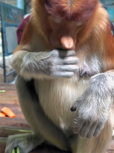 Amazing Proboscis Monkey Moments