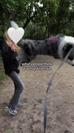 Understanding Australian Shepherd Training Challenges