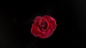 Download Red rose flower exploding in super slow motion, shot with Phantom Flex 4K for free