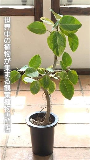 【このお店がすごい】植物への愛が強すぎる店主のこだわり！観葉植物専門店