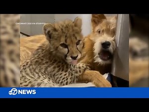 Baby cheetah and dog have an adorable sleepover together