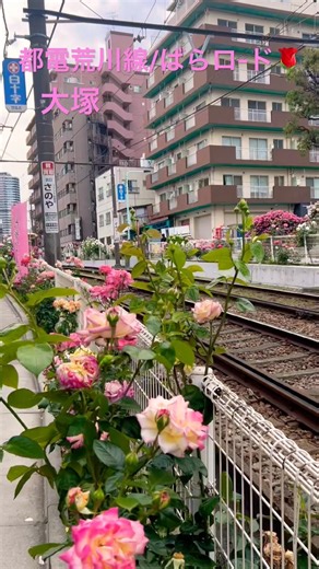 都電荒川線/大塚バラロ-ド ＃Tokyo Japan＃東京さくらトラム＃大塚駅前停留所＃JR山手線大塚駅真下＃25回大塚バラ祭り2026