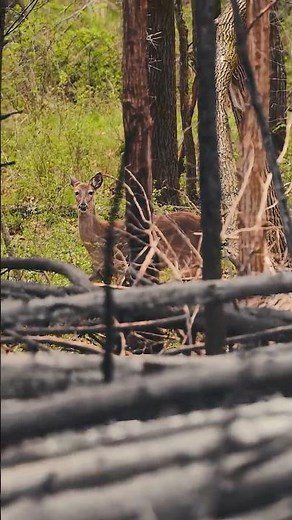 I NEVER Expected Wildlife To Respond This Fast!