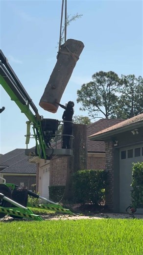 Removing a large tree. #chainsawman #arborist