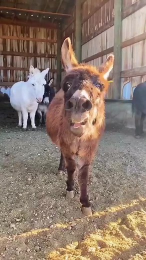 Donkey Crying at Night - Unsettling Sound of a Distressed Animal