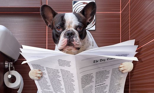 3 Best Dog Stool Softeners [2025 Reviews]