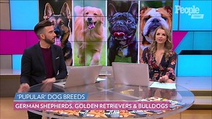 Labrador Retriever Named the Most Popular Dog Breed for 28th Consecutive Year