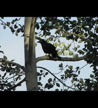 Leave Snags for Crows — Here’s Why