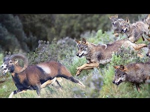 This is how the Iberian Wolves hunt in the mountains! Secret tactics against deer, sheep and boars!