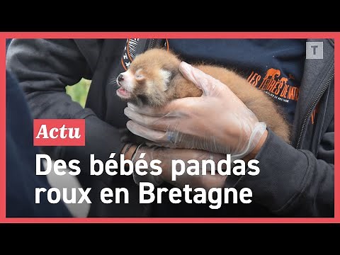 Quatre pandas roux sont nés aux Terres de Nataé dans le Morbihan