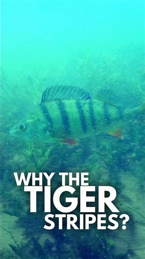 Why FISH have TIGER STRIPES?