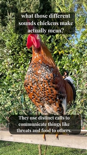 What Chicken Sounds Actually Mean 🐔😳