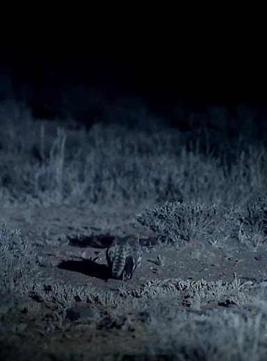 The Lethal Hunters of the Wild: Black Footed Cats