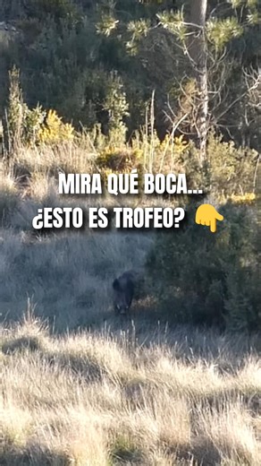 Jabalí legendario de sierra: cobro sorpresa #caza #jabalí