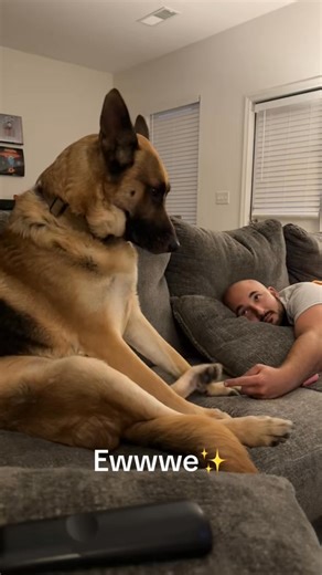 - 7546397514447064334 #officialmaverickthegsd #shepherdsoftiktok #mavericksquad #germanshep... | Boden Hardy