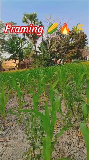 Framing Vlog 🌾🔥🌽 #ytshorts #kisan #kheti #khetvlog #farming #shorts #youtubeshorts