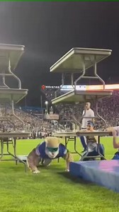 157K views · 634 reactions | This mascot IS school spirit 勞 | TSN | Facebook