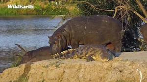 127K views · 5.2K reactions | A croc and huge Hippo's...taking in some sunshine. A unusual relationship but works for them. #wildearth #expecttheunexpected #crocodile #hippos | Wildearth | Facebook
