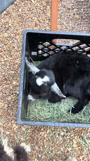 Baby Goat Resting Peacefully in a Basket 🐐🧺 | Cute & Relaxing Goat Video