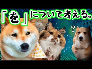 Dog and cat get excited playing word chain (dubbed)