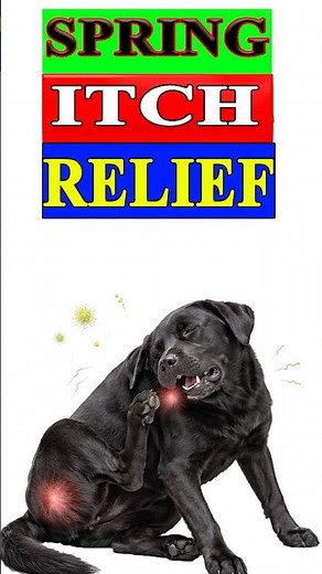 Seasonal Allergies in Dogs | Natural Home Remedies | Itching In Dogs #dogallergies #dogitching