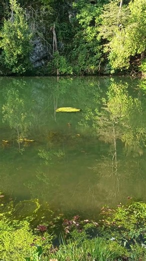 Wildlife & Nature videos, Sharing a Beautiful Day in The Blue Ridge Mountains of Virginia 💜