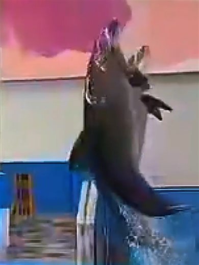 Dolphin😘🐬SeaWorld show live#dolphinshow #sealife #animals #orcaencounter #shortvideo