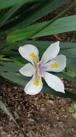 Moréia-Branca/(Dietes iridioides) (L.) Sweet. ex Klatt. [Leitura na Descrição]#moreia