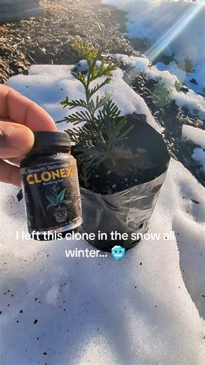 I Cloned These Last Summer and Left Them in the Snow (Clonex Test) ❄️🌲