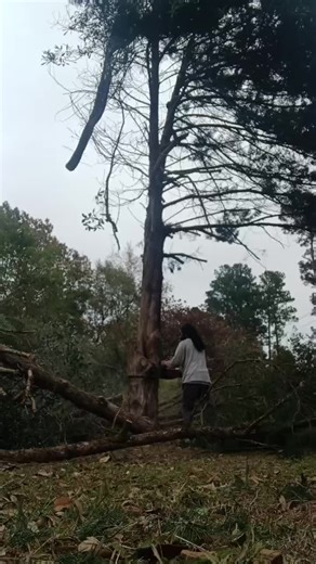 Adventures of the T-man aka the Tree Man: St. Stephen Adventure #thedrop #everyonestreeservice #treeartist #dgd #adventure