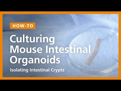 How to Culture Mouse Intestinal Organoids: Isolating Intestinal Crypts and Establishing Organoids