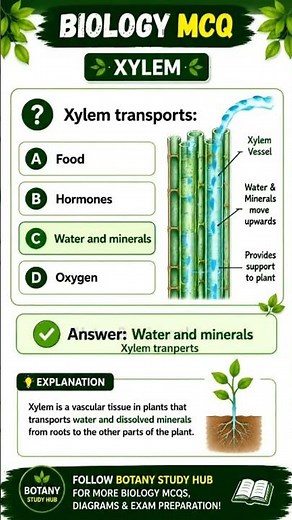 What is Xylem? | Plant Transport System Explained 🌿 | Biology Shorts
