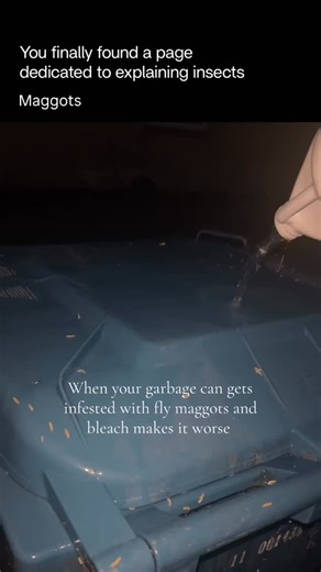 Explaining Insects 🦋 on Instagram: "Maggots are the larval stage of flies, most commonly houseflies and blowflies. They hatch from eggs laid on decaying organic material and feed intensely to grow as fast as possible. Their main role in nature is decomposition: they break down dead tissue and waste, recycling nutrients back into the ecosystem. After completing their growth, maggots pupate and later emerge as adult flies. Follow @explaininginsects for daily insects facts 🪰 Via mad