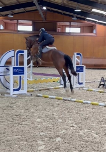 Excited for Chocco: Celebrating a 4-Year-Old Stallion