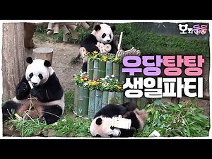 (SUB) Baby Twin Pandas' First Birthday Party 🐼│Panda World
