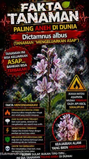 This Plant Produces “Smoke”?! 😱