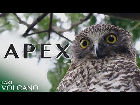 The Powerful Owl: Australia’s Apex Nocturnal Predator