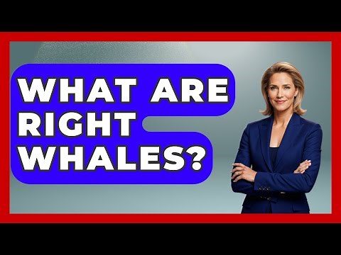 What Are Right Whales? - The Marine Life Explorer