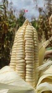 🌽 Así se vive la impresionante cosecha de maíz en el corazón del Perú 🇵🇪 | Corazón Tarmeño